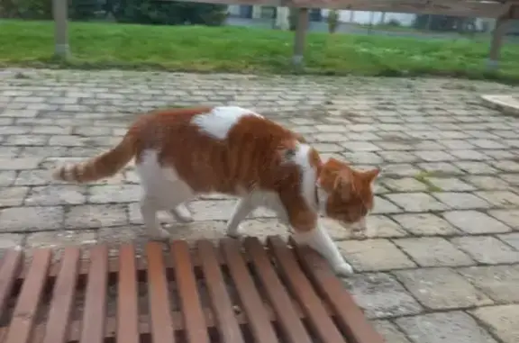 Chat trouvé Joué-lès-Tours, photo: Chat trouvé : rue du Puits Tessier, Joué-lès-Tours