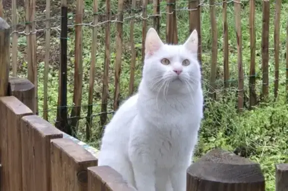 Chat blanc trouvé, croix noire oreille gauche - photo
