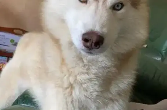 Husky roux volé à Aucaleuc, Bretagne - photo
