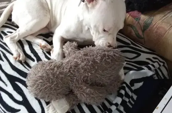 Chien perdu Gauchy, photo : Chienne blanche tachetée disparue à Gauchy
