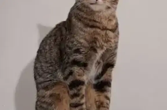 Animaux perdus , photo: Chatte Nala disparue à Aboncourt-Gesincourt