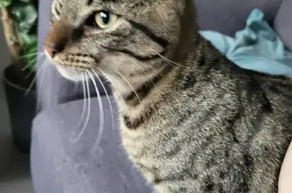 Animaux trouvés Roubaix, photo: Chat mâle tigré trouvé à Roubaix