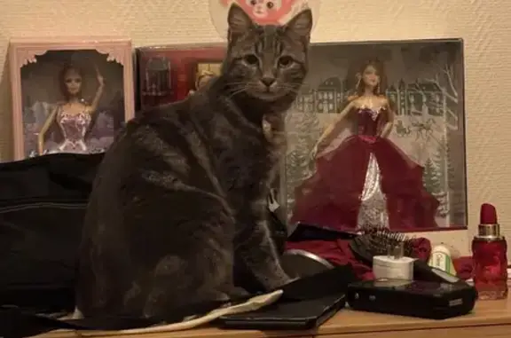 Jeune chatte trouvée avec collier rose - photo