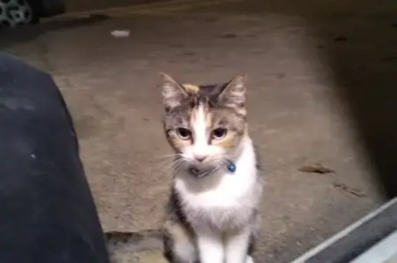 Chatte écaille trouvée rue de Picardie - photo