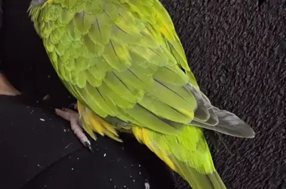 Animaux perdus Hourtin, photo: Youyou perdu à Hourtin, contactez-nous !