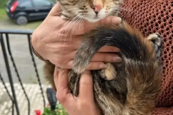 Chatte câline trouvée à Montbrison - photo