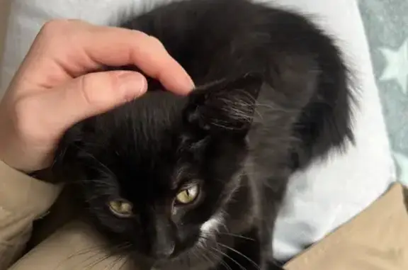 Chat trouvé Derval, photo: Chaton trouvé à Derval, salle des fêtes
