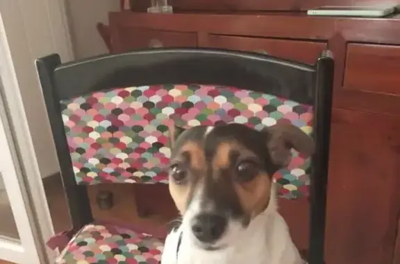 Petite Jack Russel trouvée à Mérignac - photo