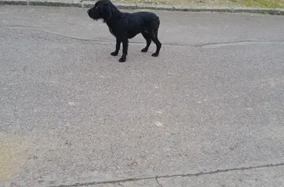Animaux trouvés , photo: Chien cocker noir trouvé à Esley