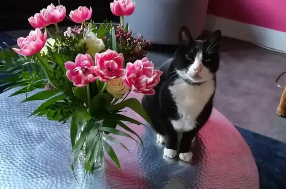 Animaux perdus Caen, photo: Chat noir et blanc perdu à Caen