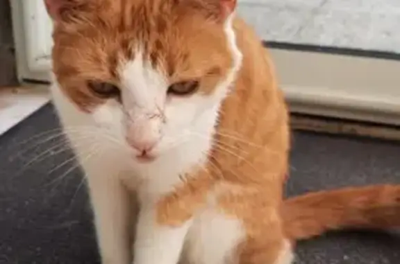 Chat roux et blanc trouvé à Gouville-sur-Mer - photo