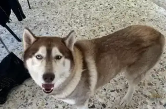 Husky blanc/marron perdu à Boutiers-Saint-Trojan - photo