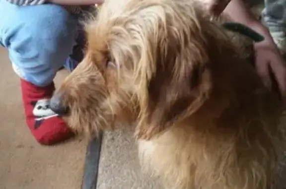 Chien roux trouvé à Fresse sans identification - photo