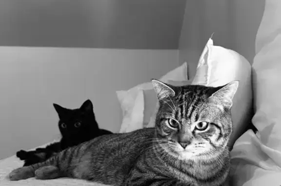 Chat perdu, , photo: Chat perdu : Mâle tigré peureux à Montaigu