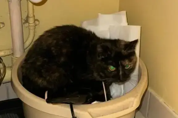 Chat noir et roux trouvé près de Gigafit - photo