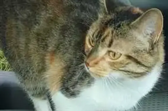 Animaux perdus Cournonsec, photo: Chatte tricolore disparue à Cournonsec