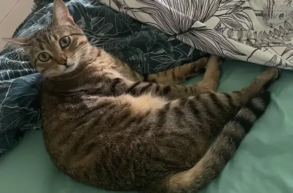 Animaux perdus , photo: Chat tigré marron disparu à St-Lon-les-Mines