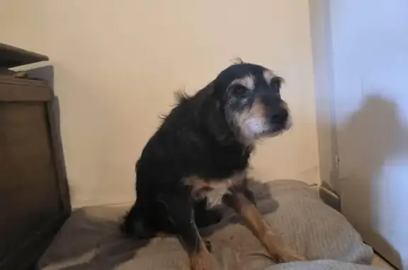 Chienne sans patte trouvée à Pavillon - photo
