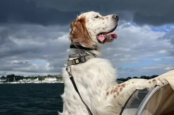 Animaux perdus , photo: Setter anglais perdu à Orée-d'Anjou