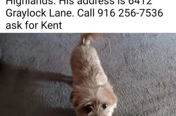 Lost Male Tan Yorkie in North Highlands