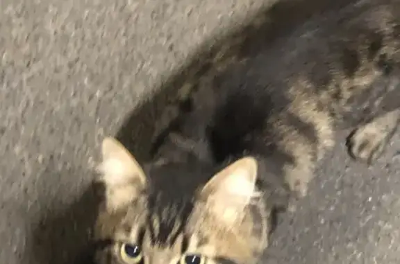 Chat câlin sans collier trouvé à Amiens - photo