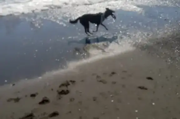 Lost Border Collie: Macy in Medford!