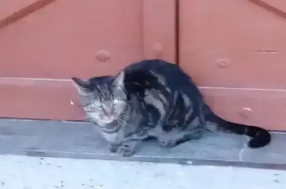 Chat trouvé , photo: Chat européen sociable trouvé à Crampagna