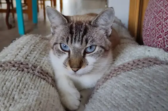 Animaux perdus Nantes, photo: Nimbus, chat blanc/gris/crème perdu à Nantes