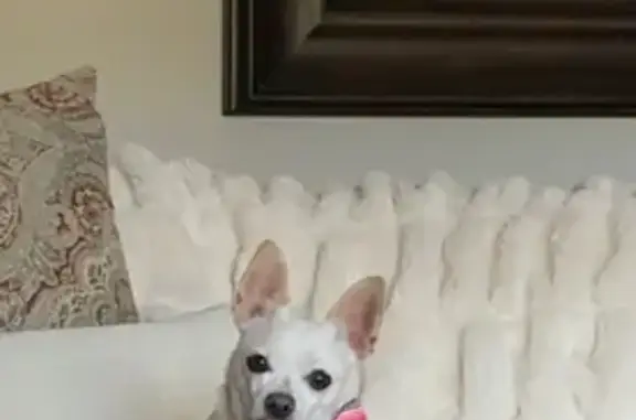 Missing: Shy White Chihuahua on Broadway