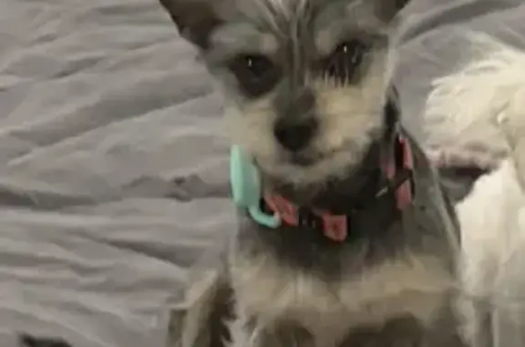 Lost Yorkie-Chihuahua on NE 160th St