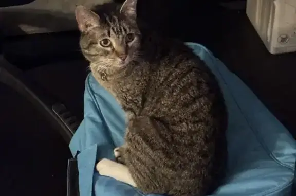 Lost Grey Tabby: Wasabi in Houston