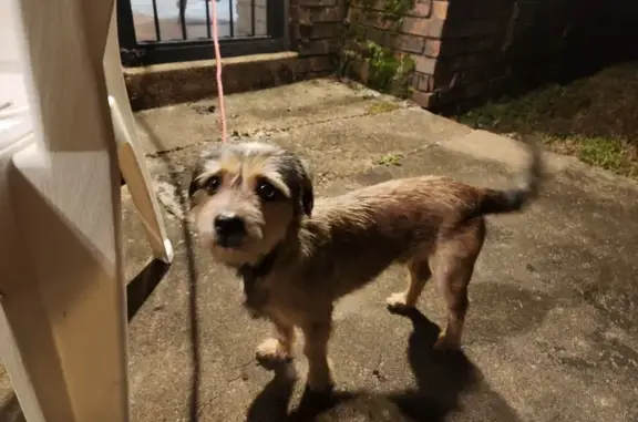 Friendly Multicolored Dog Found in Memphis