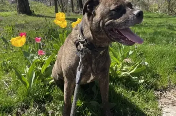 Missing Brindle Mix in Cincinnati