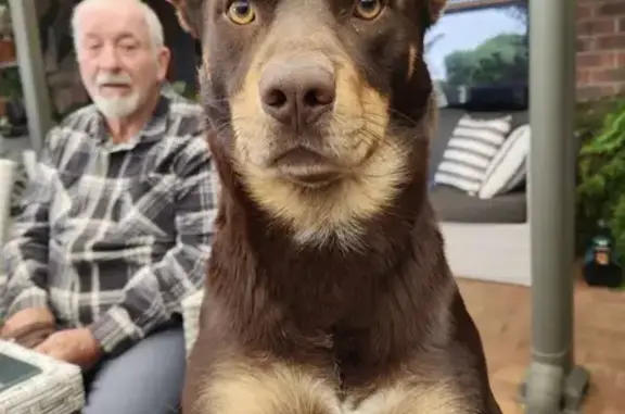 Lost Kelpie 'Red' - Red & Tan, White Patch