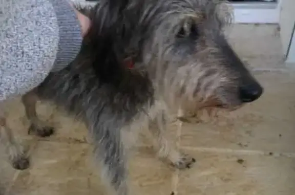 Chien errant trouvé à Valbonne - photo