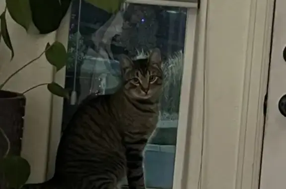 Found: Mellow Grey Striped Cat in Windsor