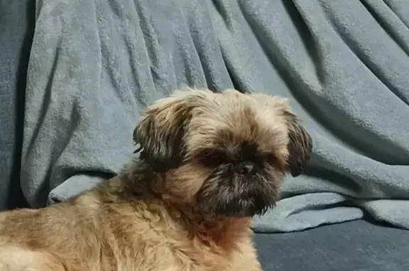 Chienne trouvée à Feytiat - photo