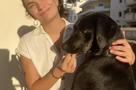 Chien perdu: Nash, Labrador noir, Peillon - photo