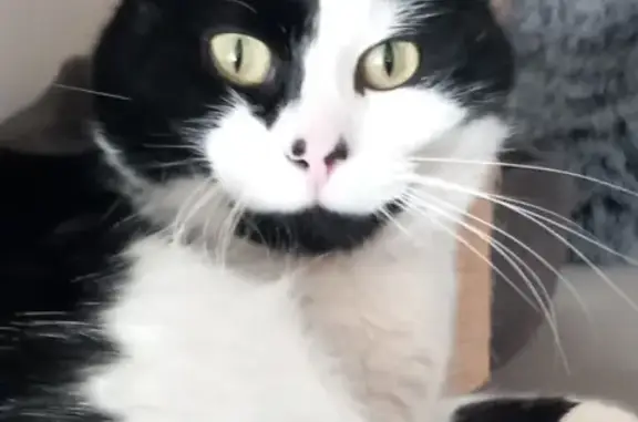 Chat disparu près de la maison à Ozenay - photo
