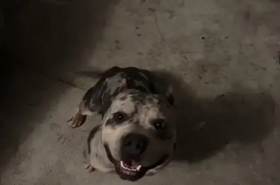 Found: Grey American Bully on Jones Ave