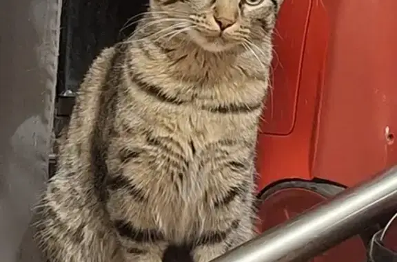 Jeune chat trouvé à Sireuil - photo