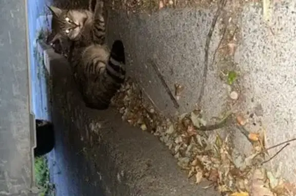 Animaux trouvés Puilboreau, photo: Chat blessé par chien, cherche propriétaire