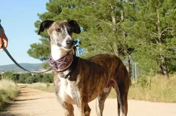 Chien Galgo bringé perdu à Seynod (74) - photo