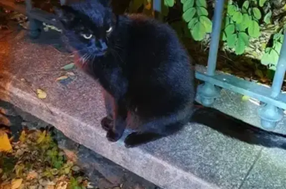 Chatte noire tatouée trouvée à Vincennes - photo