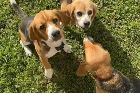 Chien perdu , photo : Chienne beagle Abby disparue dans le 49