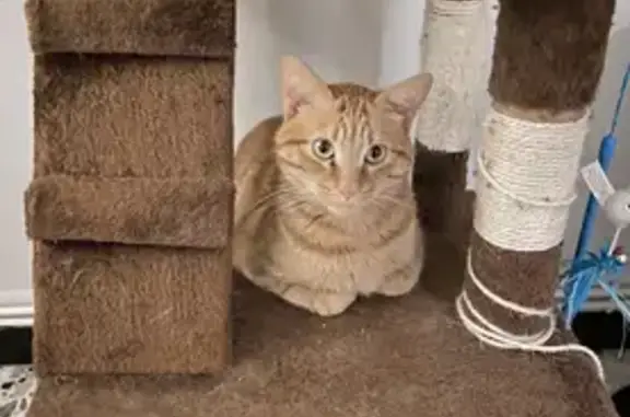 Chat perdu, , photo: Chat roux perdu, mâle castré, Eclose-Badinières