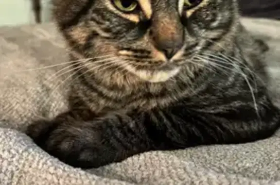 Missing cat , photo: Missing Cat Alfred: Help Bring Him Home!
