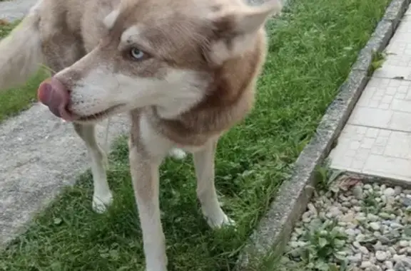 Chienne bicolore trouvée au Taillan-Médoc - photo