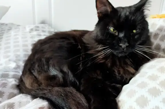 Animaux perdus , photo: Chat noir poils longs perdu à Couëtron