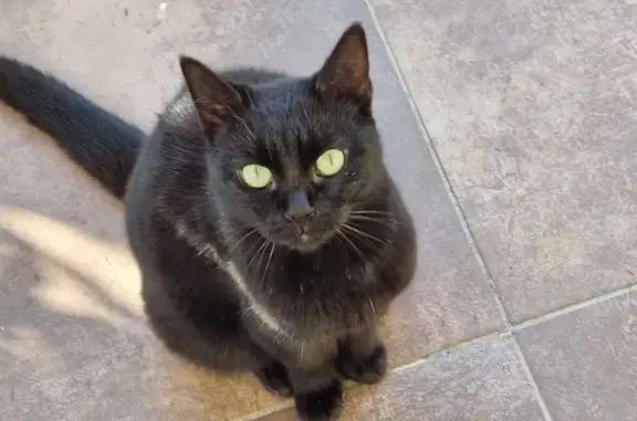 Chatte noire trouvée à Clarensac - photo